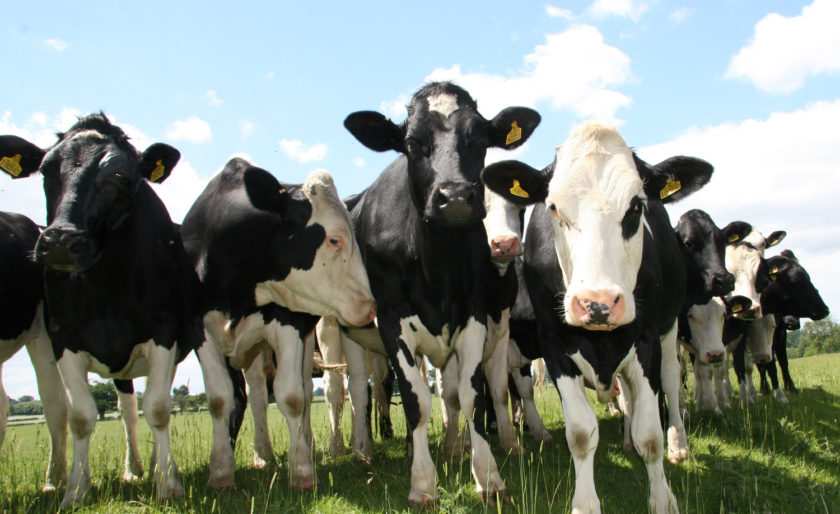 Managing livestock diets to reduce greenhouse gas emissions : Gasmet.com